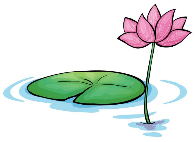 A waterlily flower vector