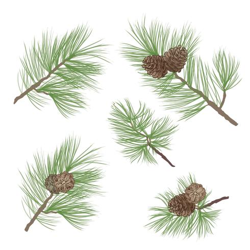 Pinecone. Pine tree branch isolated. Floral evergreen decor vector