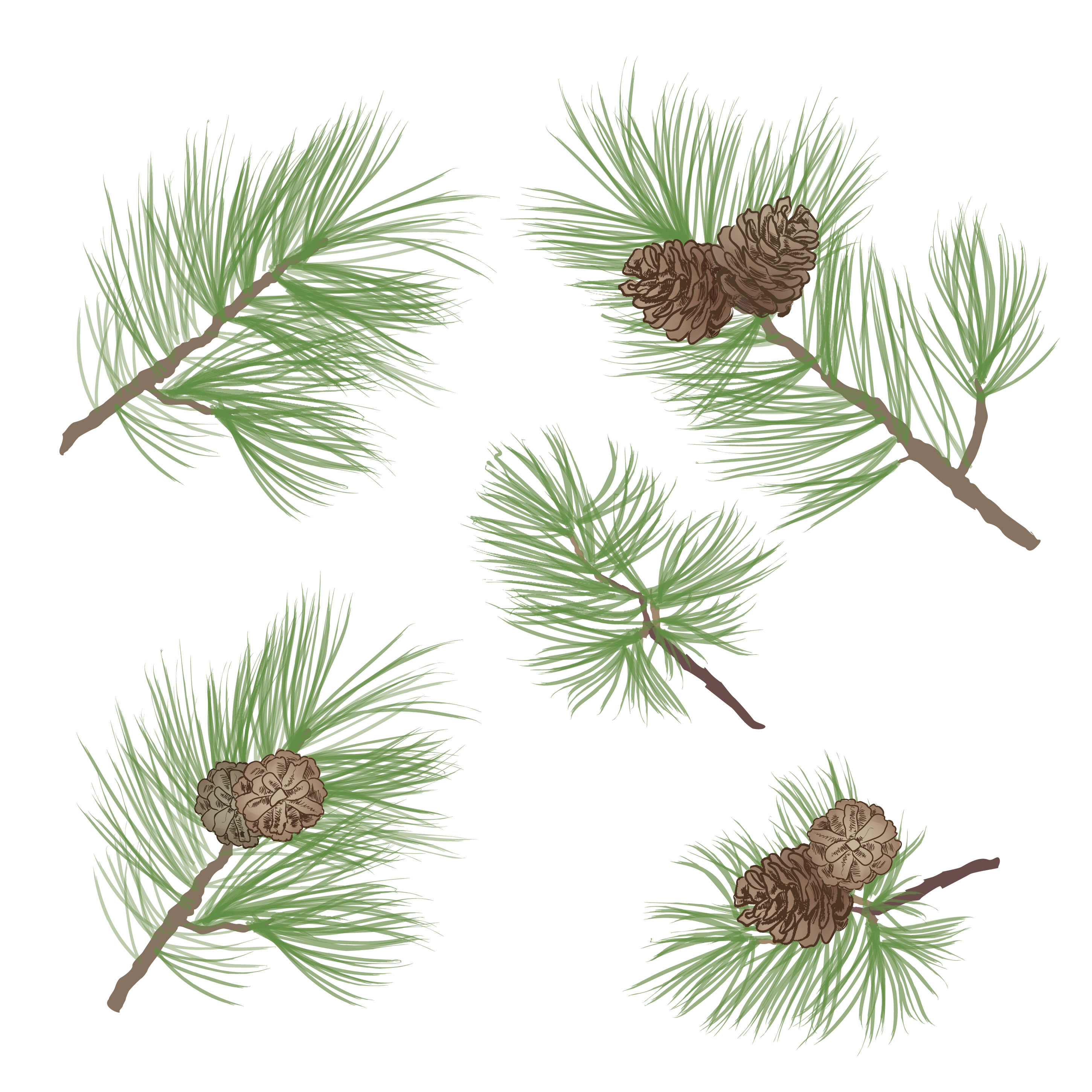 Pinecone. Pine tree branch isolated. Floral evergreen decor 527180