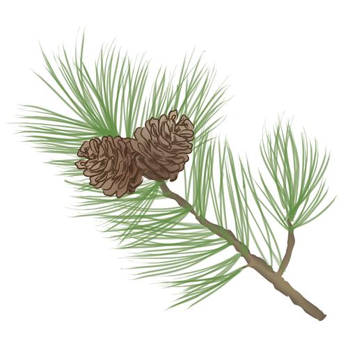 Pinecone. Pine tree branch isolated. Floral evergreen decor vector