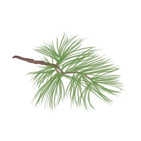 Pinecone. Pine tree branch isolated. Floral evergreen decor vector