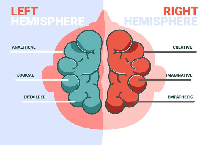 Human Brain Hemisphere and Information vector