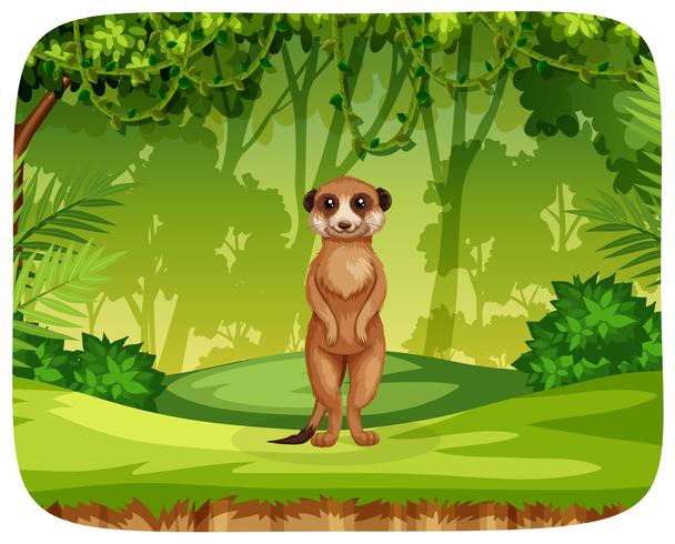 Meercat in jungle scene vector