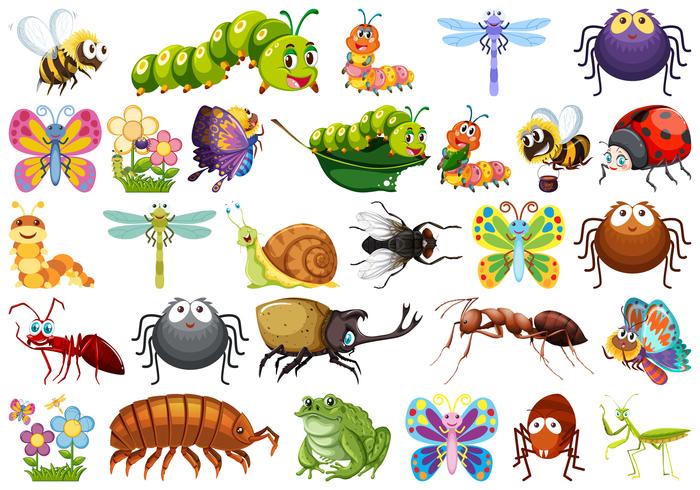 Set of insects white background