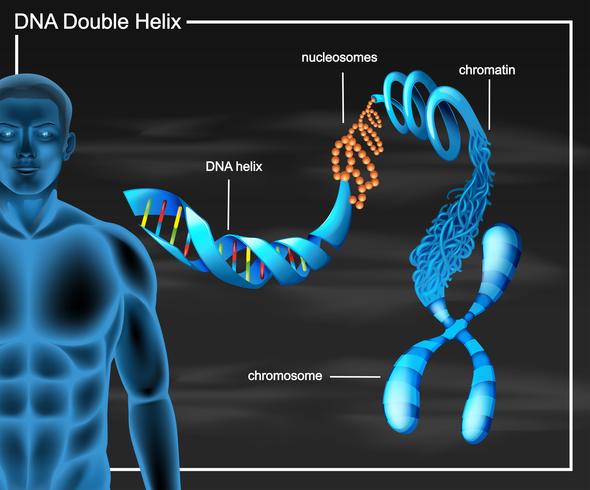 Diagrama de doble hélice de ADN vector