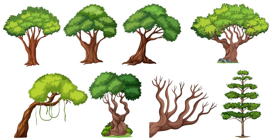 Set of different tree vector