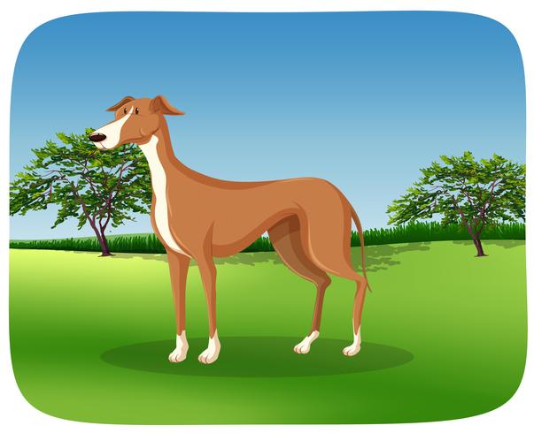 A greyhound dog on nature frame vector