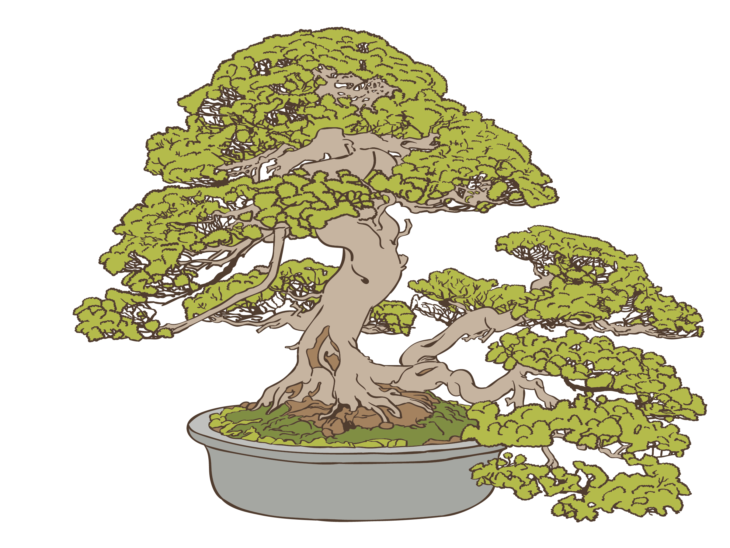 illustrator bonsai tree download