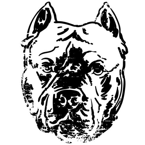 SCARICARE IMMAGINI PITBULL