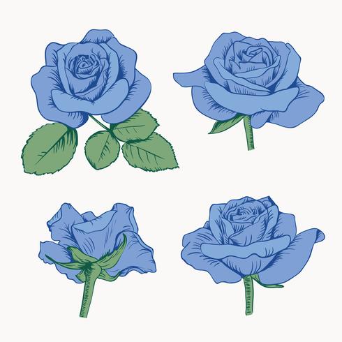 Set collection of blue roses with leaves isolated on white background. Vector illustration