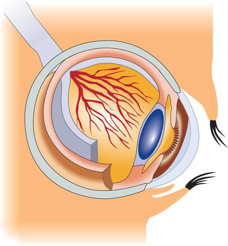 The structure of the human eye vector