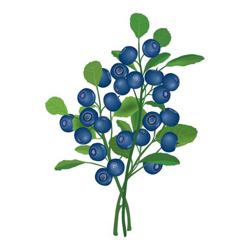 Blueberry branch isolated. Berry floral background. Summer food decor vector