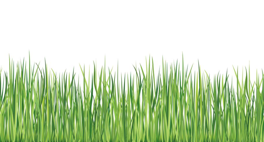 Grass seamless border Summer outdoor background Nature skyline vector