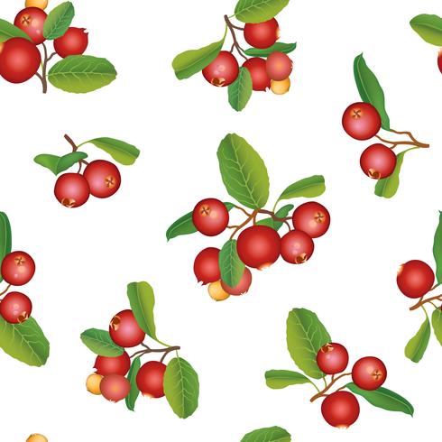 Cranberry summer seamless pattern. Berry background. Floral ornament vector