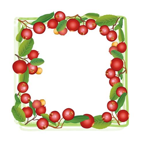Cranberry summer frame. Berry background. Floral nature food pattern vector