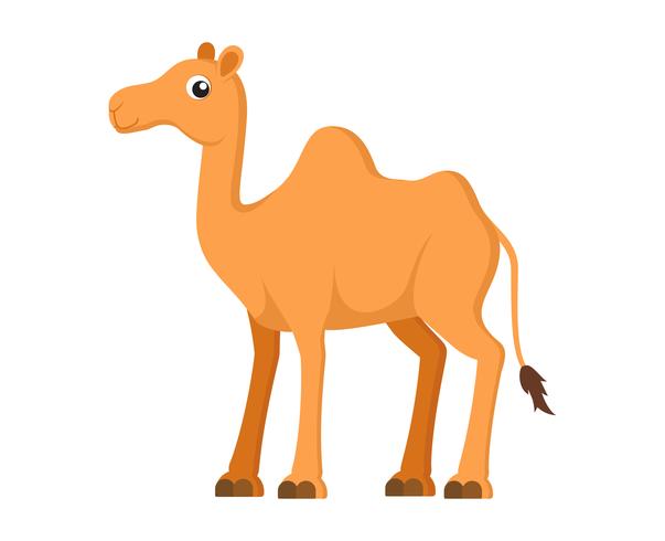 Vector illustration of cute camel cartoon on white background