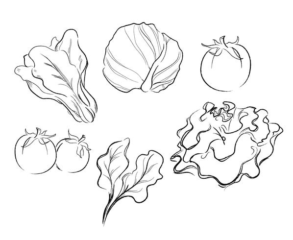 vegetables drawing vector illustration