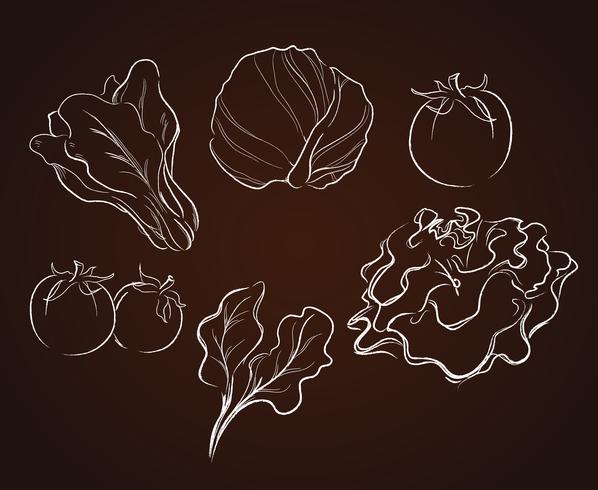 vegetables drawing   vector