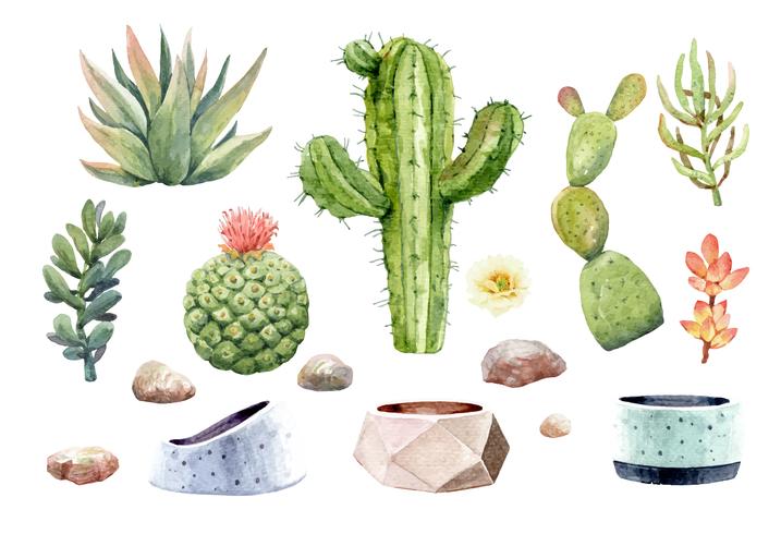 Watercolor individual elements cactus cacti and succulents with pots vector