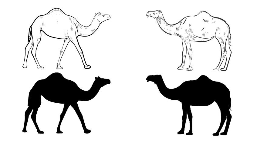 Camel Silhouette vector