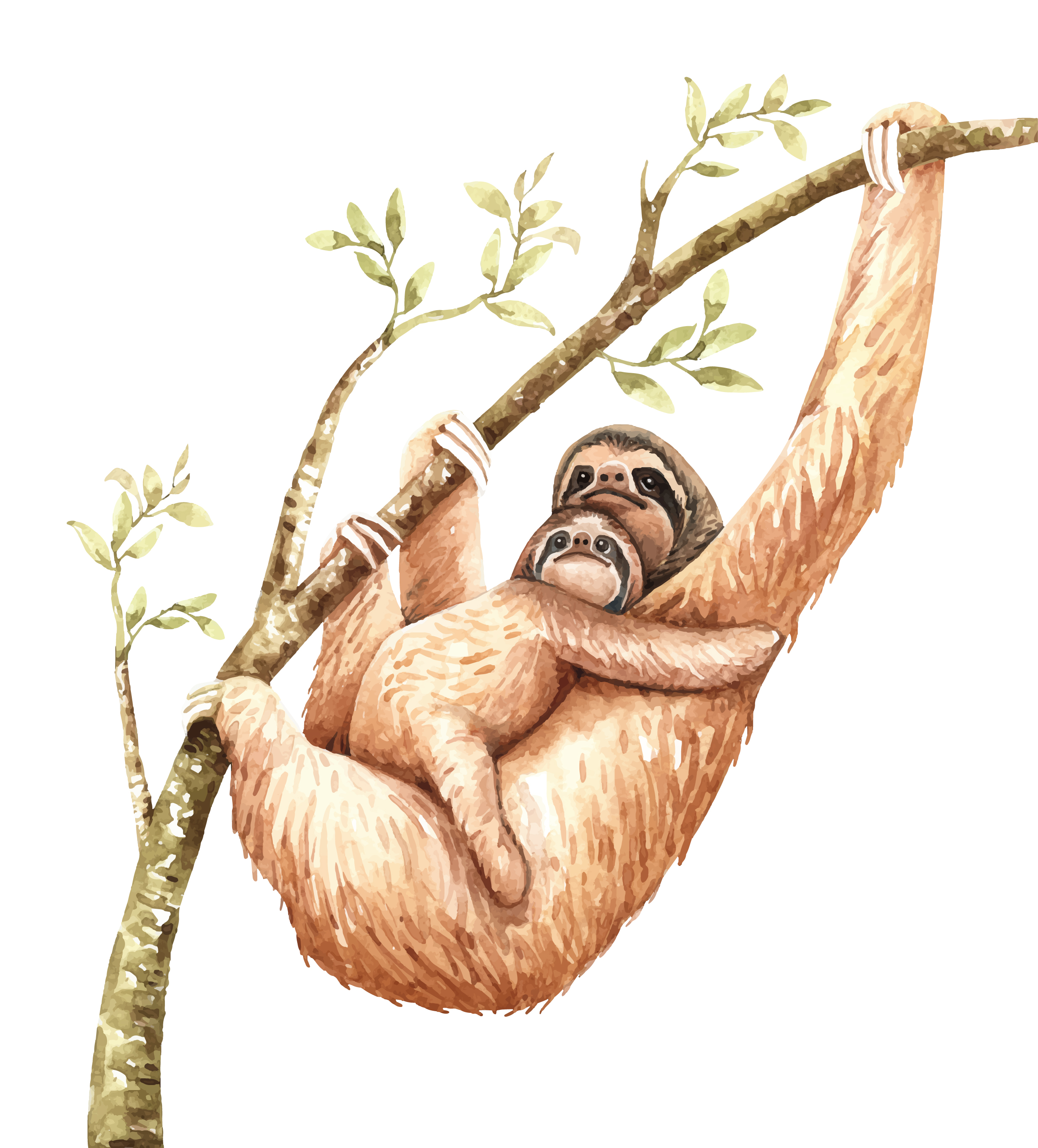 Collection 101+ Pictures Sloth Hanging From Tree Drawing Superb
