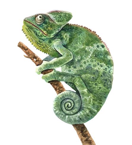 Chameleon watercolor illustration for printing. vector