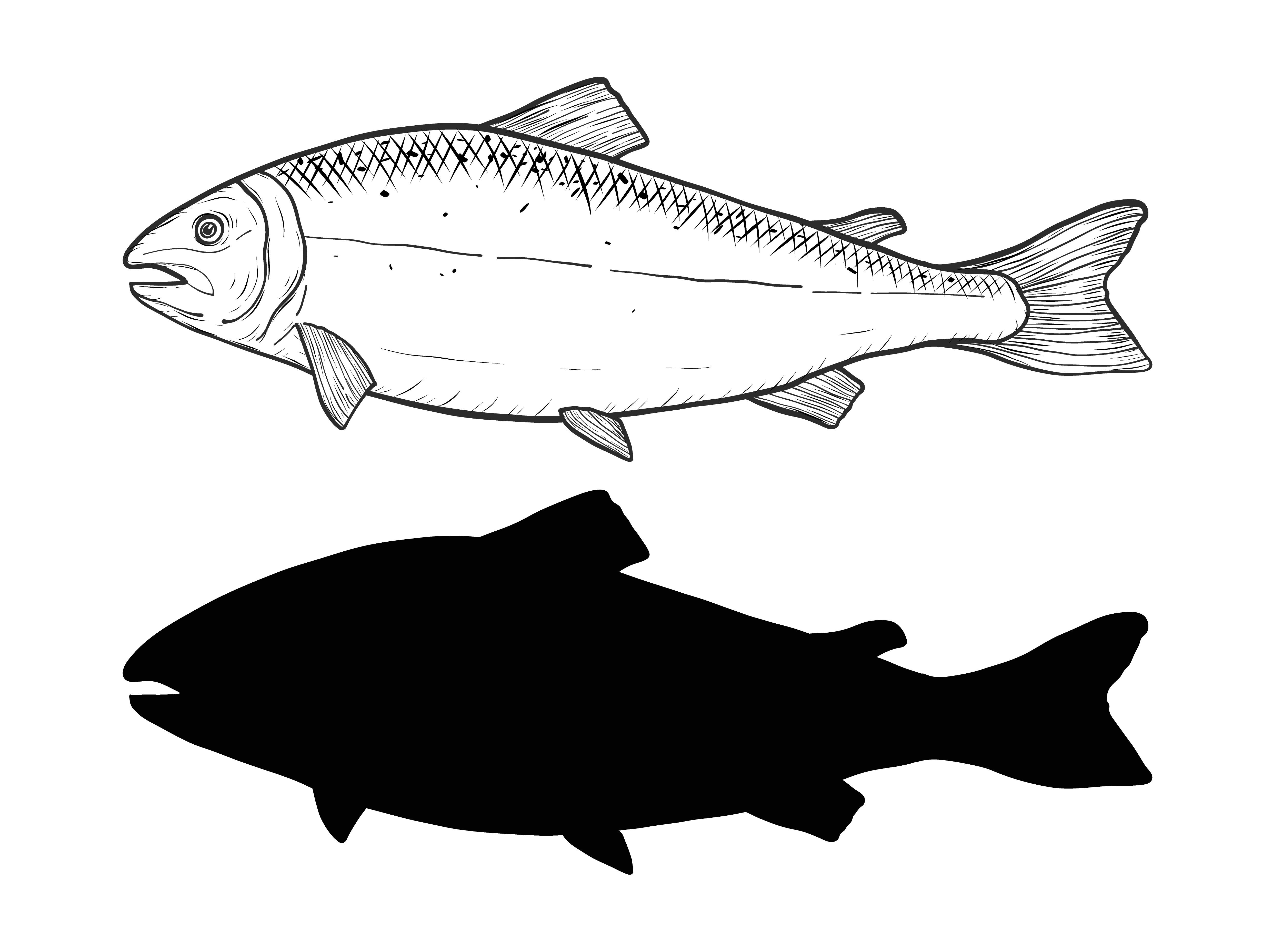 Salmon vector by hand drawing 534731 Free