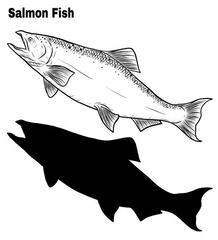 Salmon art highly detailed in line art style vector