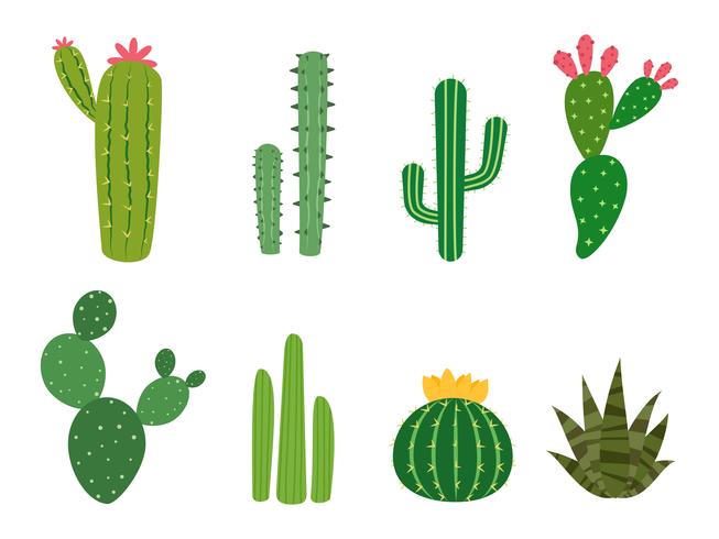 Cactus collections vector set isolated on white background