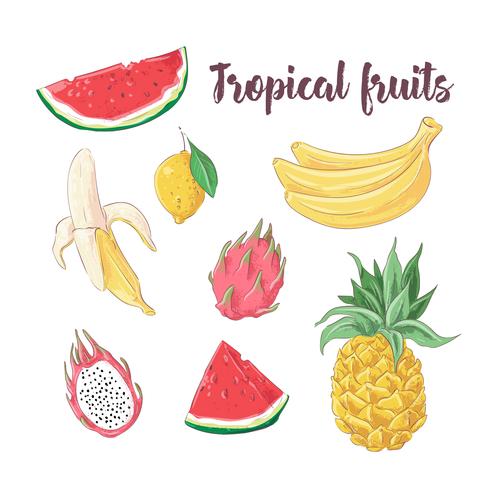 Set of cocktail ice cream and tropical fruits. Vector illustration