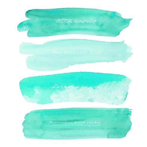 Set of mint watercolor on white background, Brush stroke watercolor, Vector illustration.