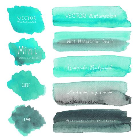 Set of mint watercolor on white background, Brush stroke watercolor, Vector illustration.