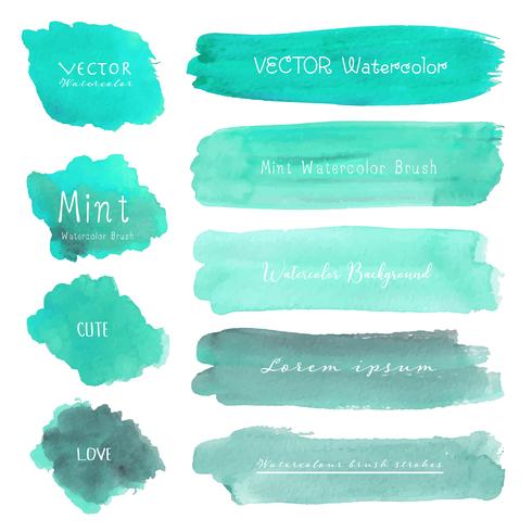 Set of mint watercolor on white background, Brush stroke watercolor, Vector illustration.