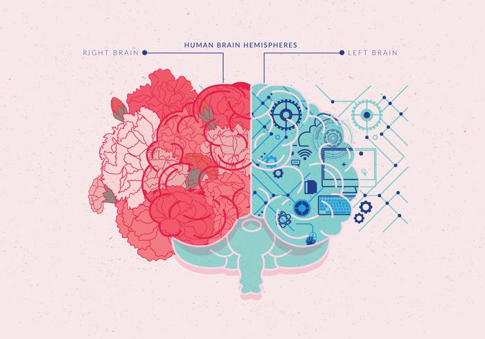 Humano cerebro hemisferios vol 4 vector