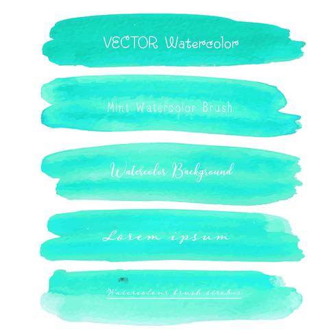 Set of mint watercolor on white background, Brush stroke watercolor, Vector illustration.