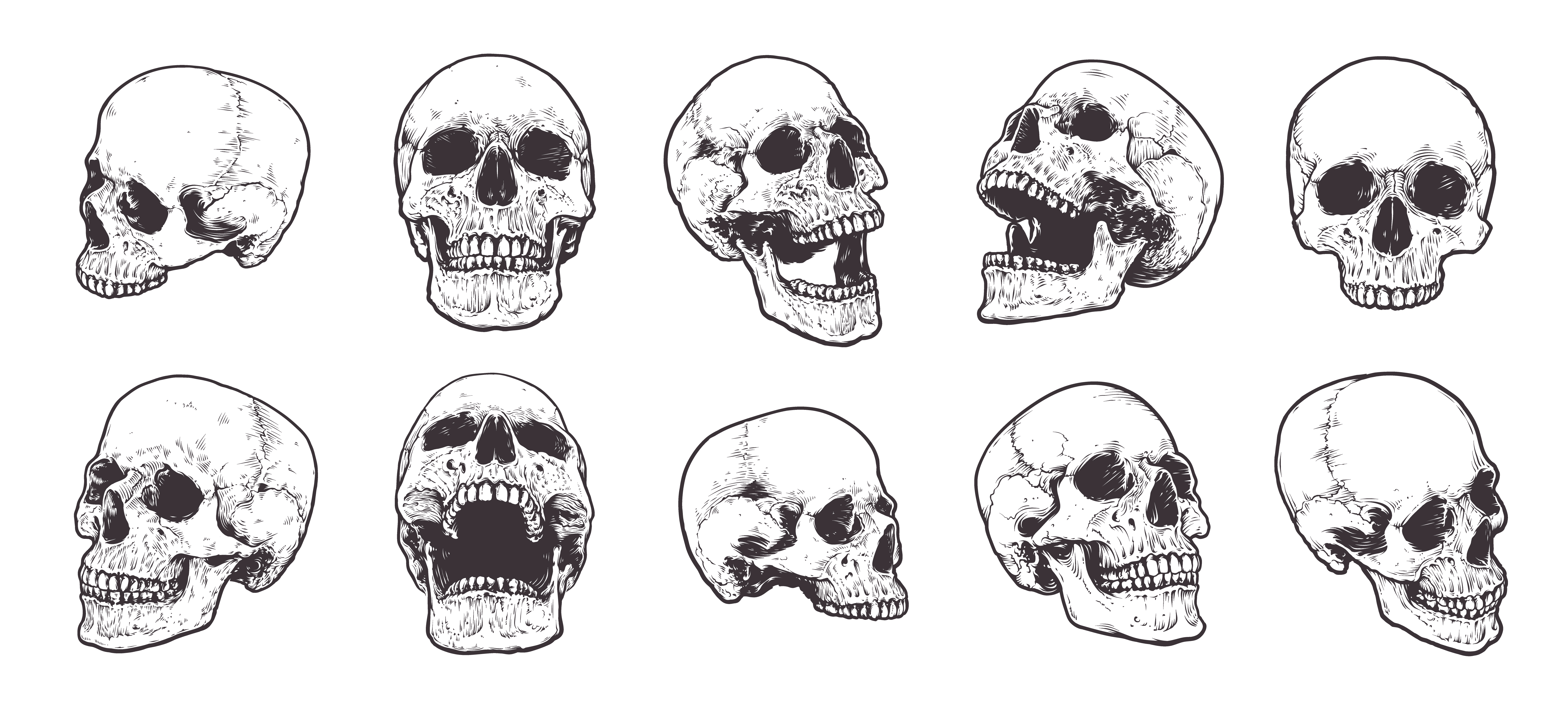 Anatomical Skulls Vector Set 536240 Vector Art at Vecteezy