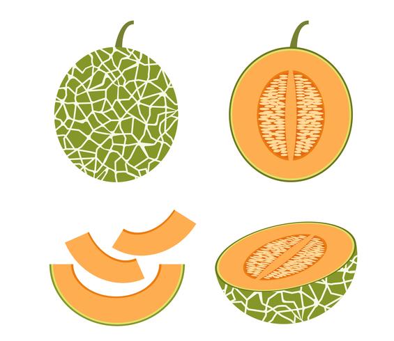 Ilustración vectorial de conjunto melón cantalupo fresco aislado sobre fondo blanco vector