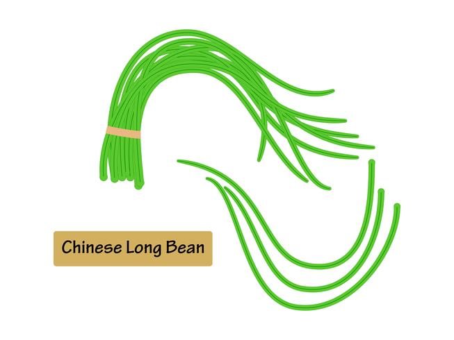 Vector illustration Chinese long bean isolated on white background.