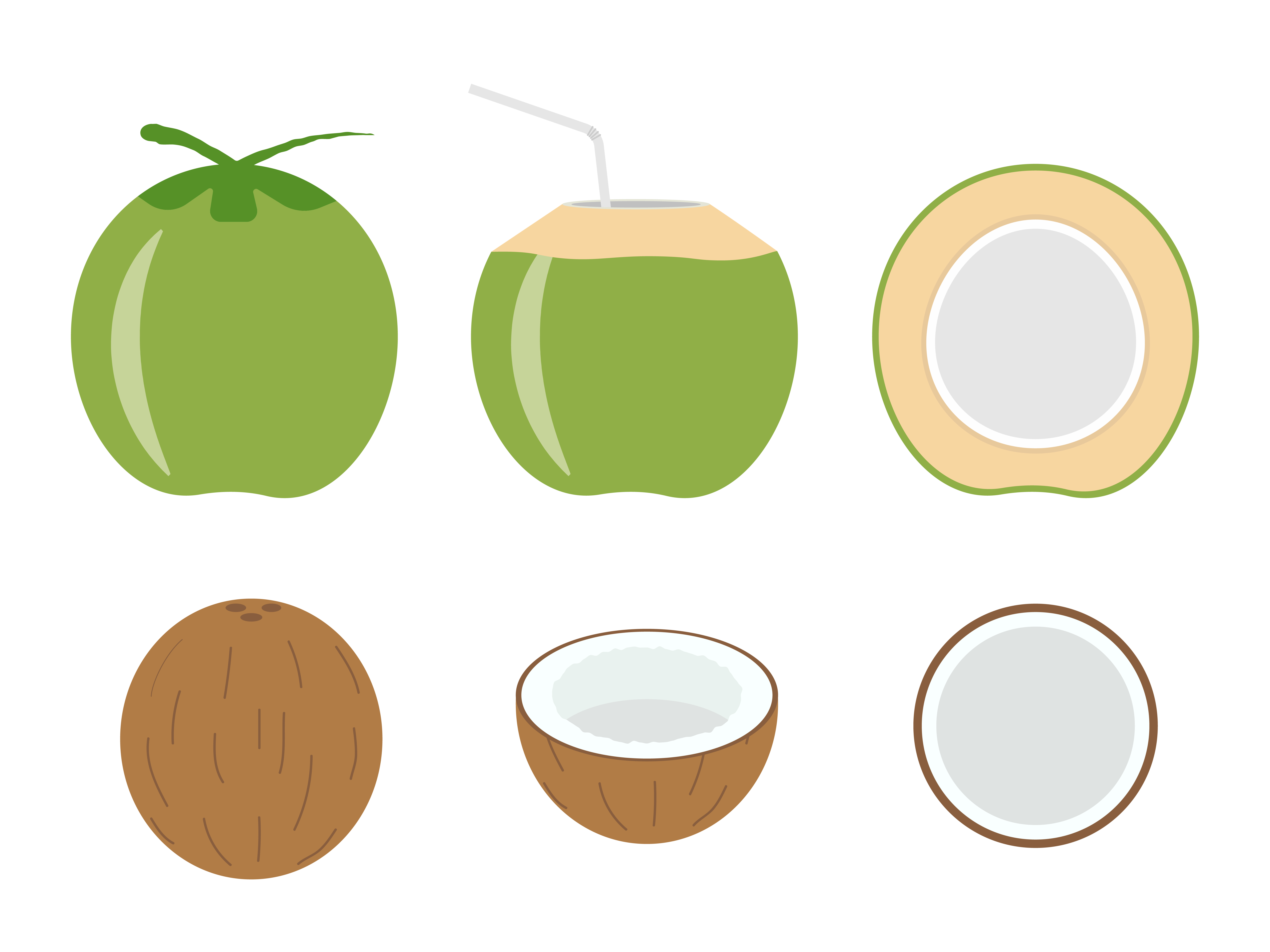 Vector illustration of set fresh coconut isolated on white background