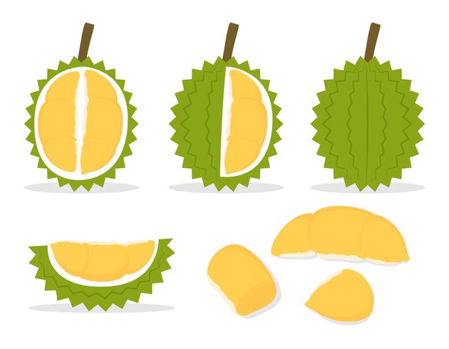 Ilustración vectorial de conjunto durian fresco aislado sobre fondo blanco vector