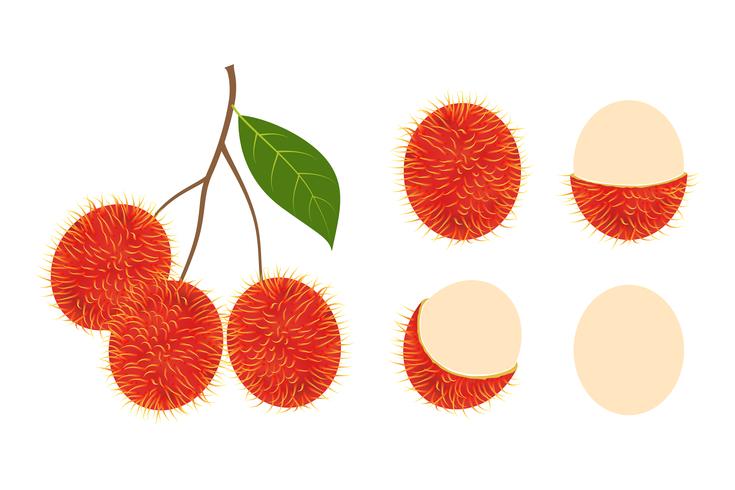 Conjunto aislado vector fresco de la fruta del rambutan en el fondo blanco - ilustración del vector