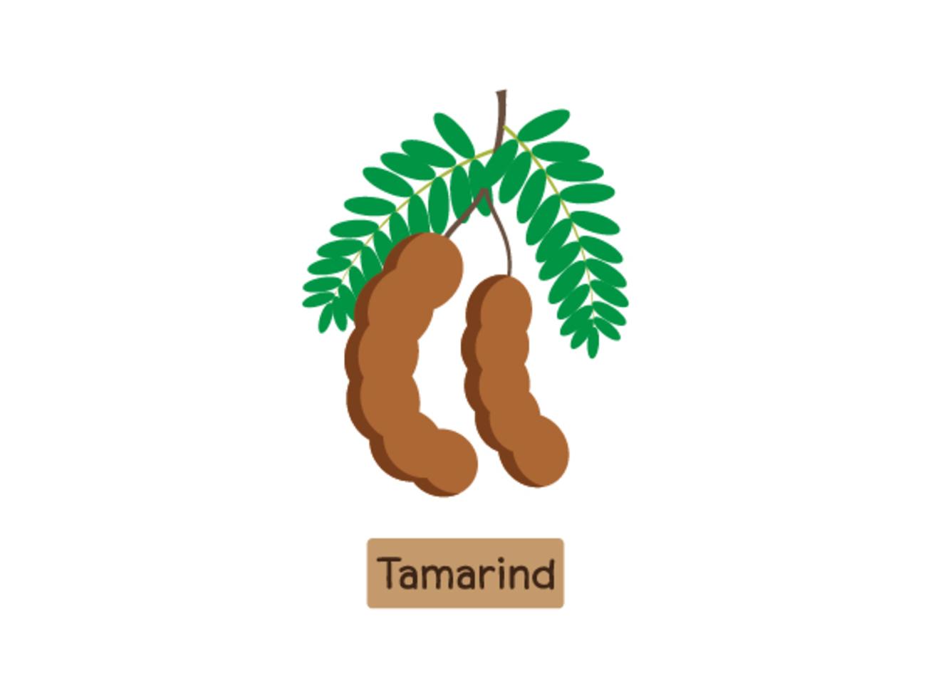 Vector illustration of tamarind fruit isolated on white background 536531 Vector Art at Vecteezy