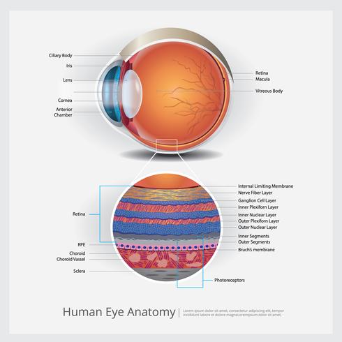 Human Eye Anatomy Vector Illustration