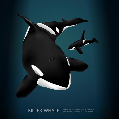 Killer Whale Under The Sea Vector Illustration