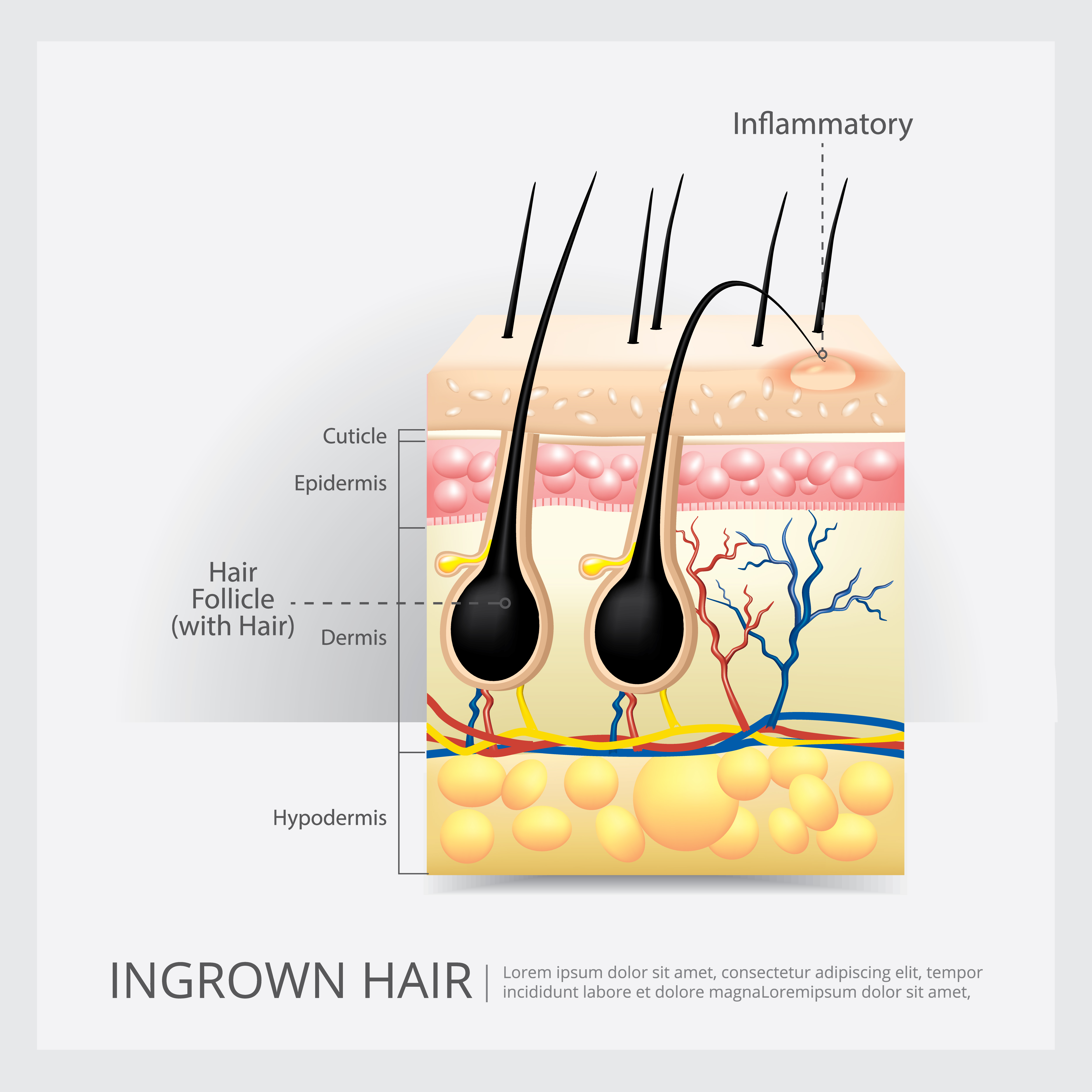 Hair Structure - designbarber