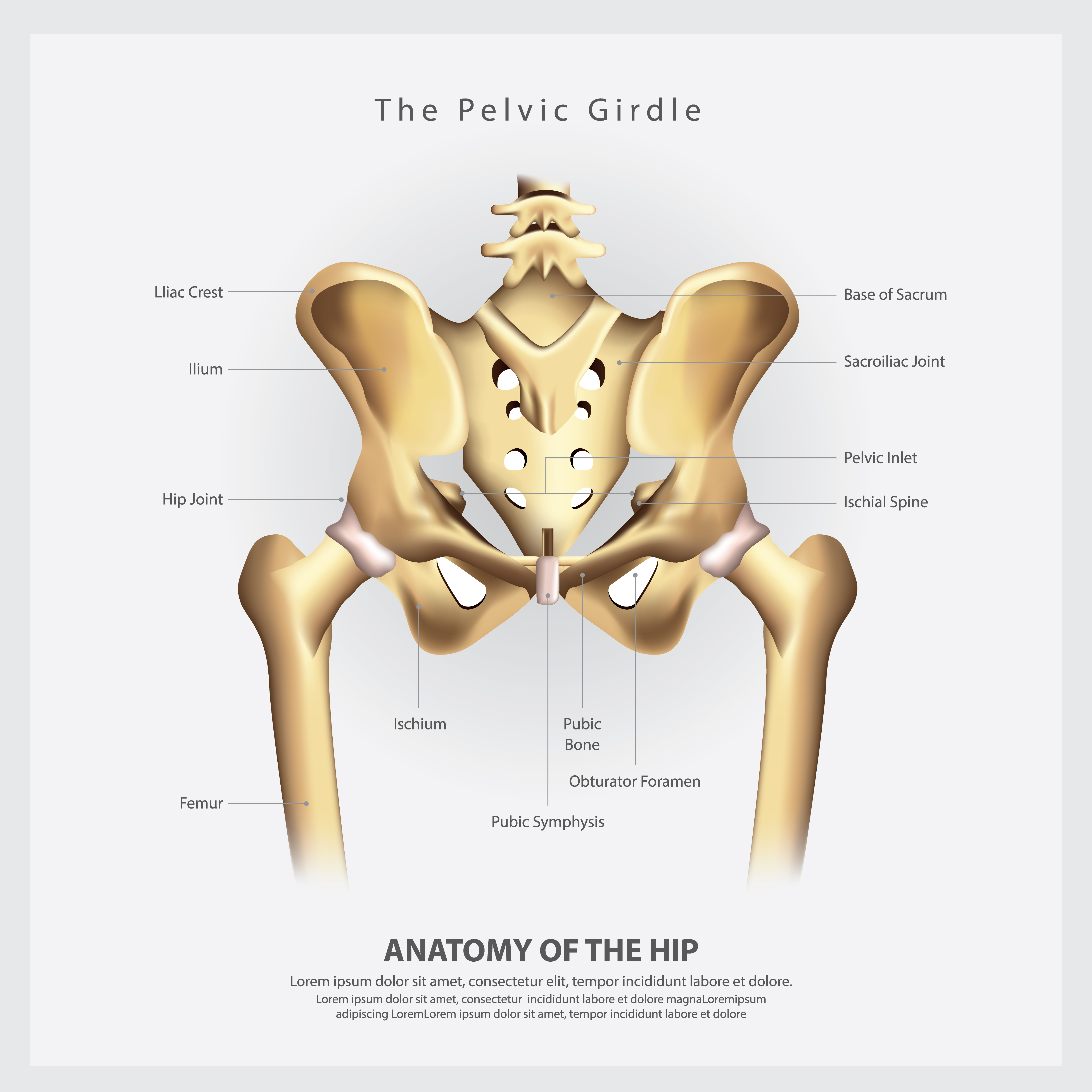 https://static.vecteezy.com/system/resources/previews/000/538/244/original/the-pelvic-girdle-of-human-hip-bone-anatomy-vector-illustration.jpg