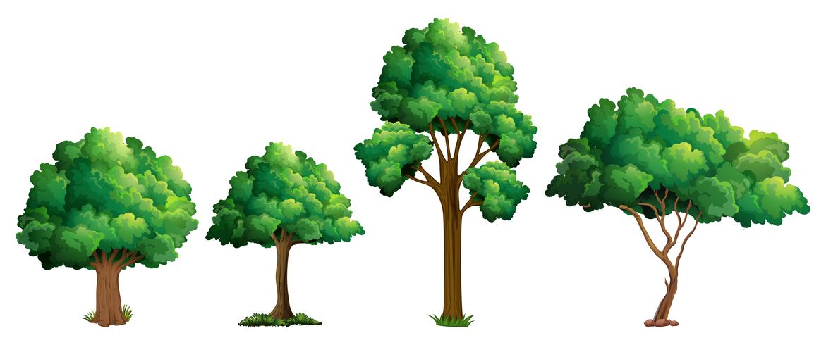 Conjunto de diseño de árbol diferente vector