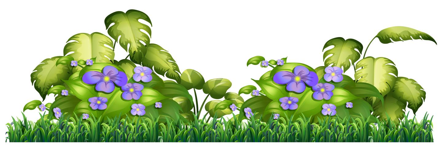 Isolated purple flower for decor vector