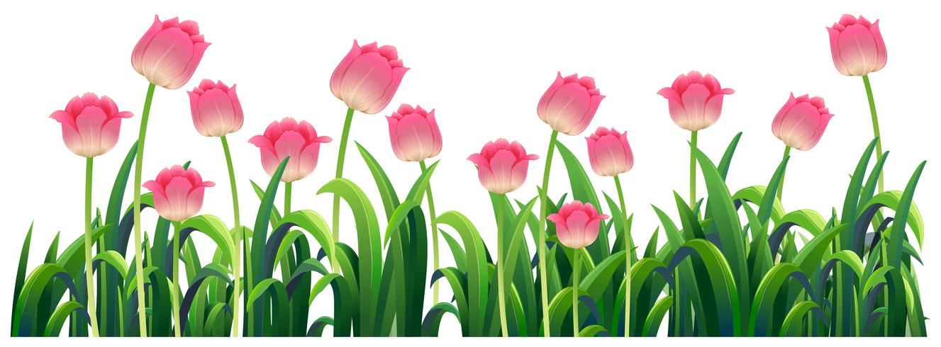 Pink tulips in the garden vector