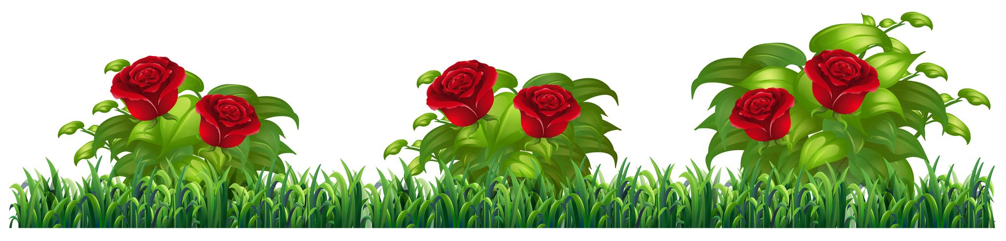 Isolated rose plant for decore vector